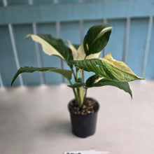Load image into Gallery viewer, #RD18 Spathiphyllum Picasso