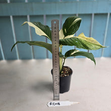 Load image into Gallery viewer, #RD18 Spathiphyllum Picasso