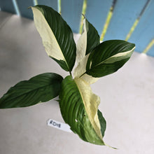 Load image into Gallery viewer, #RD18 Spathiphyllum Picasso