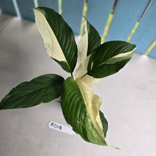 Load image into Gallery viewer, #RD18 Spathiphyllum Picasso