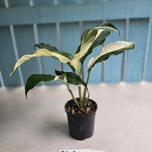 Load image into Gallery viewer, #RD18 Spathiphyllum Picasso