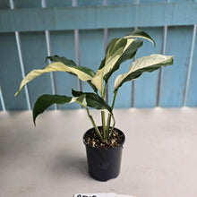 Load image into Gallery viewer, #RD18 Spathiphyllum Picasso