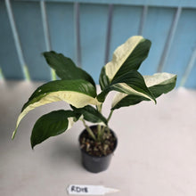 Load image into Gallery viewer, #RD18 Spathiphyllum Picasso
