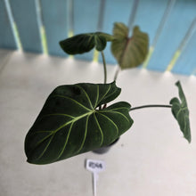 Load image into Gallery viewer, #RD48 Philodendron Gloriosum
