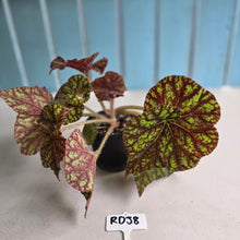 Load image into Gallery viewer, #RD38 Begonia Cowardly Lion