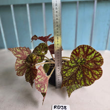 Load image into Gallery viewer, #RD38 Begonia Cowardly Lion