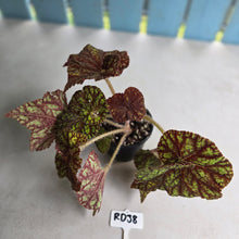 Load image into Gallery viewer, #RD38 Begonia Cowardly Lion