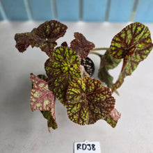 Load image into Gallery viewer, #RD38 Begonia Cowardly Lion