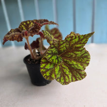 Load image into Gallery viewer, #RD38 Begonia Cowardly Lion