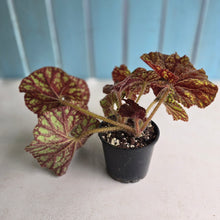 Load image into Gallery viewer, #RD38 Begonia Cowardly Lion