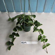 Load image into Gallery viewer, #RD19 Hoya Carnosa Krinkle