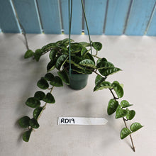 Load image into Gallery viewer, #RD19 Hoya Carnosa Krinkle