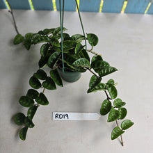 Load image into Gallery viewer, #RD19 Hoya Carnosa Krinkle