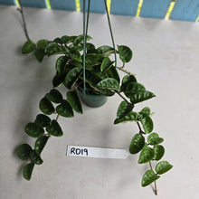 Load image into Gallery viewer, #RD19 Hoya Carnosa Krinkle