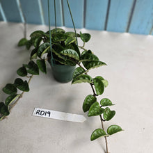 Load image into Gallery viewer, #RD19 Hoya Carnosa Krinkle