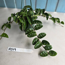 Load image into Gallery viewer, #RD19 Hoya Carnosa Krinkle