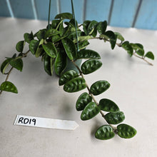 Load image into Gallery viewer, #RD19 Hoya Carnosa Krinkle