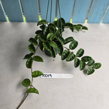 Load image into Gallery viewer, #RD19 Hoya Carnosa Krinkle