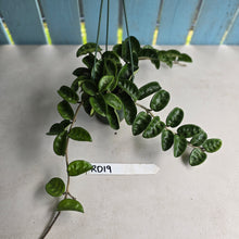 Load image into Gallery viewer, #RD19 Hoya Carnosa Krinkle