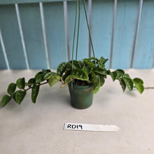 Load image into Gallery viewer, #RD19 Hoya Carnosa Krinkle
