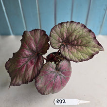 Load image into Gallery viewer, #RD2 Begonia Sugar Plum Fairy