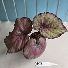 Load image into Gallery viewer, #RD2 Begonia Sugar Plum Fairy