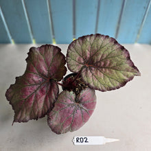 Load image into Gallery viewer, #RD2 Begonia Sugar Plum Fairy