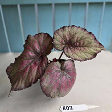 Load image into Gallery viewer, #RD2 Begonia Sugar Plum Fairy