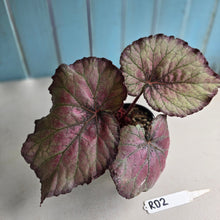 Load image into Gallery viewer, #RD2 Begonia Sugar Plum Fairy