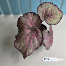 Load image into Gallery viewer, #RD2 Begonia Sugar Plum Fairy