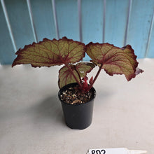 Load image into Gallery viewer, #RD2 Begonia Sugar Plum Fairy