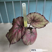 Load image into Gallery viewer, #RD2 Begonia Sugar Plum Fairy