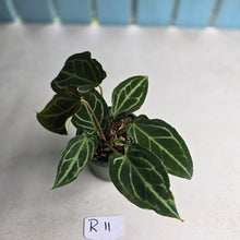 Load image into Gallery viewer, #R11 Two x Headed Anthurium Crystallinum x