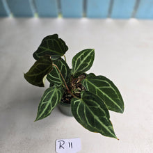 Load image into Gallery viewer, #R11 Two x Headed Anthurium Crystallinum x