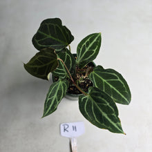 Load image into Gallery viewer, #R11 Two x Headed Anthurium Crystallinum x