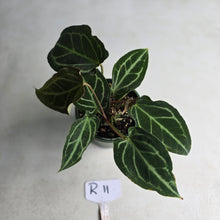 Load image into Gallery viewer, #R11 Two x Headed Anthurium Crystallinum x