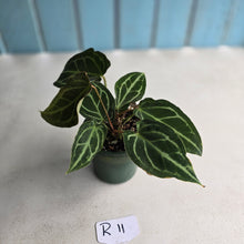 Load image into Gallery viewer, #R11 Two x Headed Anthurium Crystallinum x