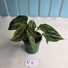 Load image into Gallery viewer, #R11 Two x Headed Anthurium Crystallinum x