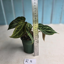 Load image into Gallery viewer, #R11 Two x Headed Anthurium Crystallinum x