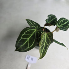 Load image into Gallery viewer, #R11 Two x Headed Anthurium Crystallinum x