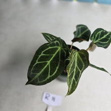 Load image into Gallery viewer, #R11 Two x Headed Anthurium Crystallinum x