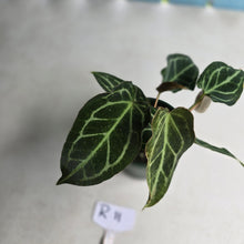 Load image into Gallery viewer, #R11 Two x Headed Anthurium Crystallinum x