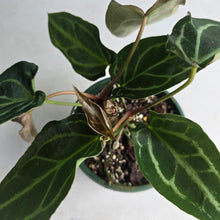 Load image into Gallery viewer, #R11 Two x Headed Anthurium Crystallinum x