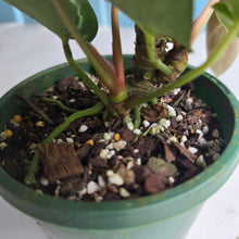 Load image into Gallery viewer, #R11 Two x Headed Anthurium Crystallinum x