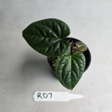 Load image into Gallery viewer, #RD7 Anthurium Luxurians x