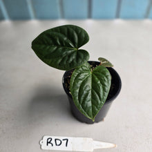 Load image into Gallery viewer, #RD7 Anthurium Luxurians x