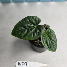 Load image into Gallery viewer, #RD7 Anthurium Luxurians x