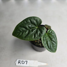 Load image into Gallery viewer, #RD7 Anthurium Luxurians x