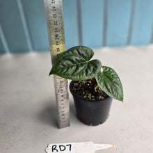 Load image into Gallery viewer, #RD7 Anthurium Luxurians x