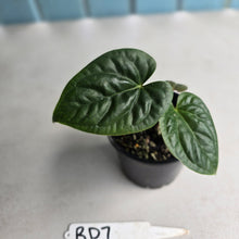 Load image into Gallery viewer, #RD7 Anthurium Luxurians x